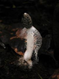 Veil Mushroom